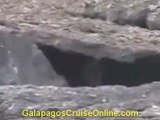Galapagos Tours and Cruises Videos - Predators