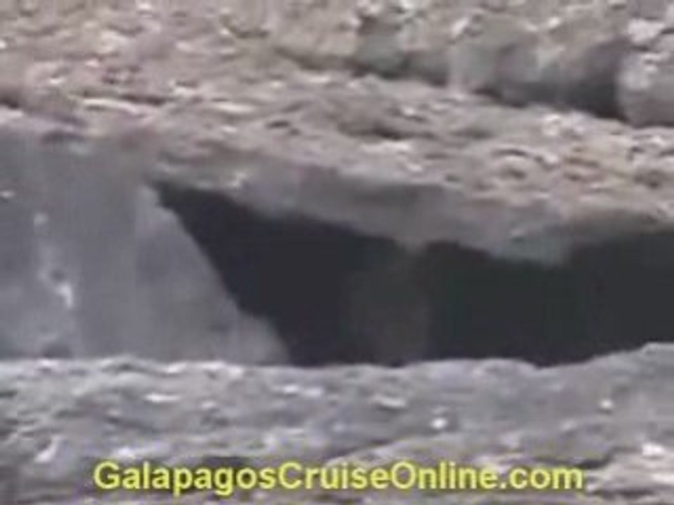 Galapagos Tours and Cruises Videos - Predators