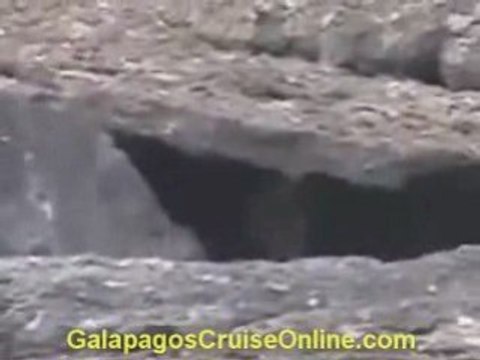 Galapagos Tours and Cruises Videos - Predators