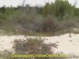 Galapagos Tours and Cruises Videos - Sea Turtles