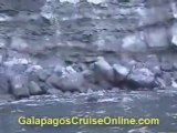 Galapagos Tours and Cruises Videos - Wildlife