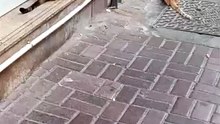 Strays cat 2