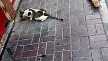 Strays Cats3
