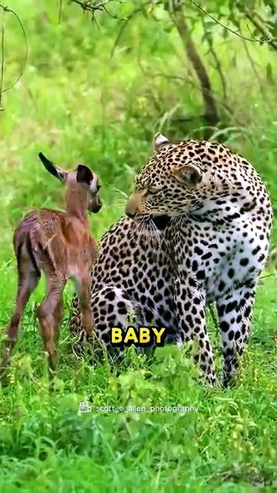Why Jaguar is not Attacking Deer