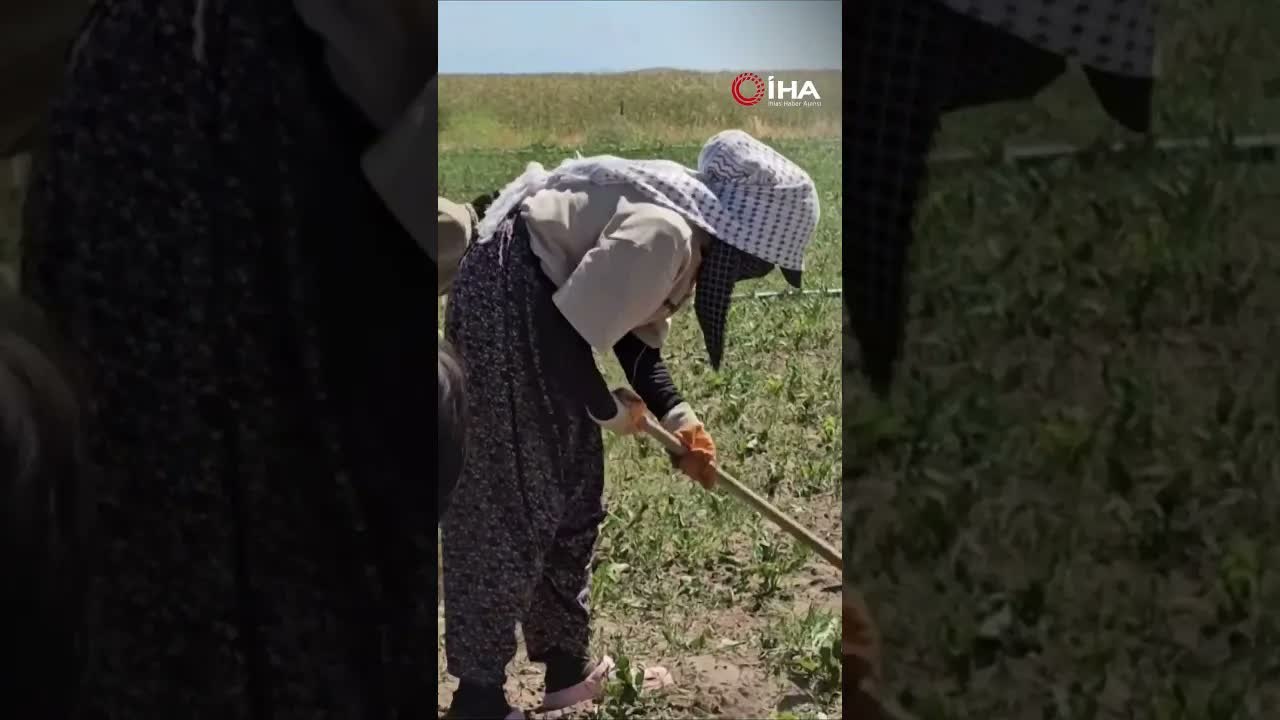 Tarım İşçileri Bunaltıcı Sıcakta Üretimi Sürdürüyor