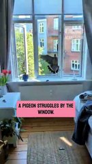 The kind man has a heartwarming rescue when he helps a confused pigeon find freedom