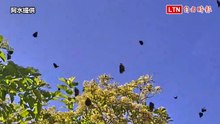 墾丁紫斑蝶爆發「如海浪」 騎士突減速遭追撞