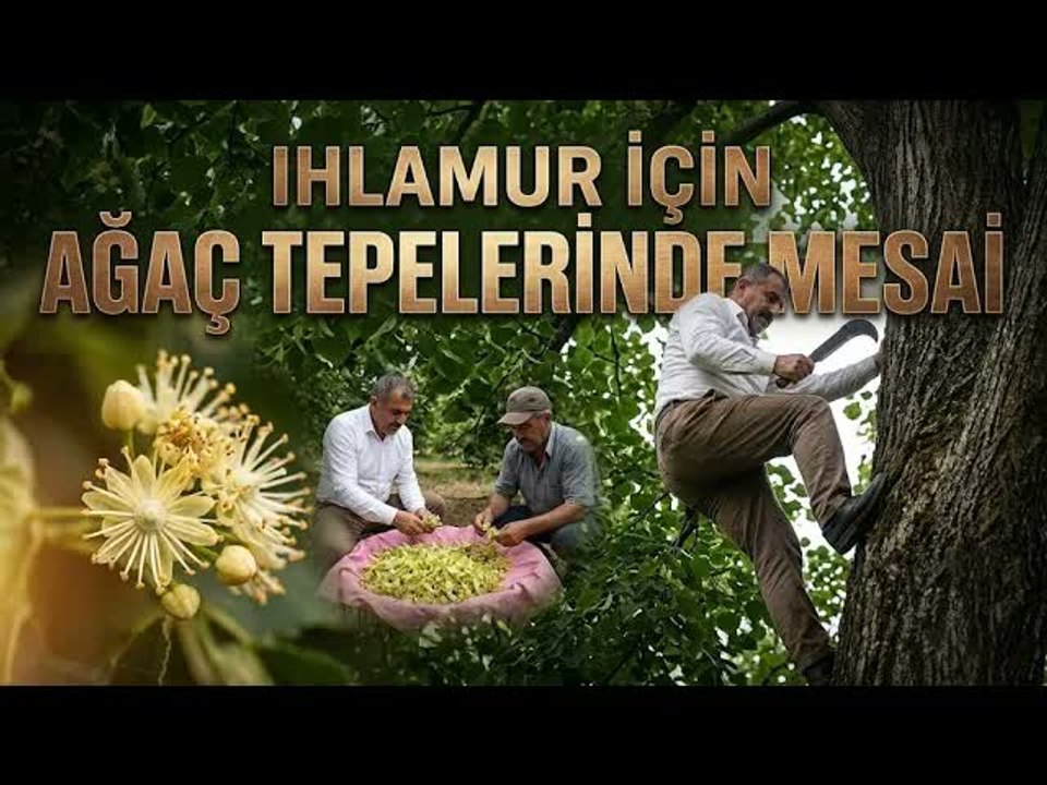 Ihlamur Hasadında Hem Verim Hem Fiyat Yüz Güldürüyor