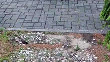 Coming back home ... after backyard adventures :) #cats #funnycats #catlovers