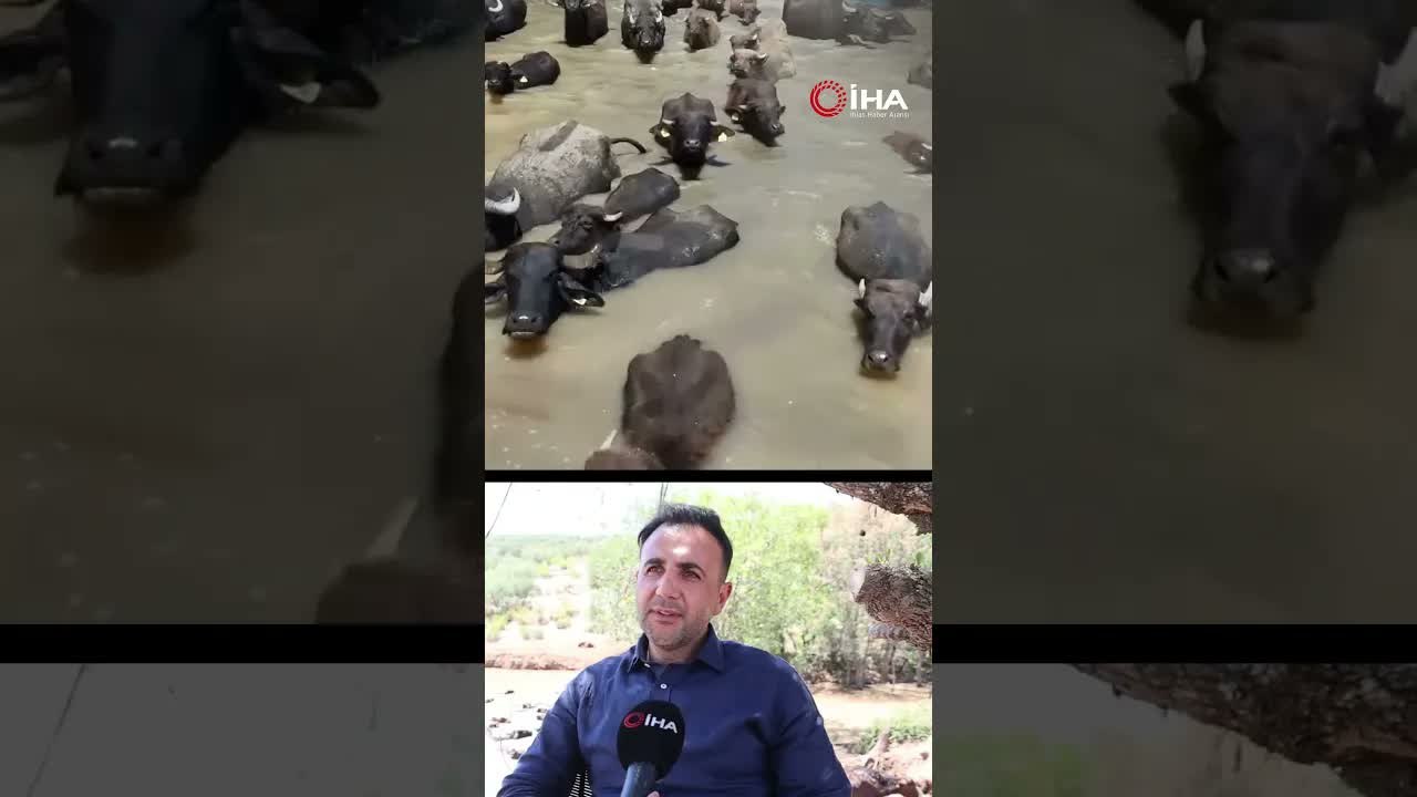 Mandalar kavurucu sıcaktan çamur ve su banyosuyla korunuyor
