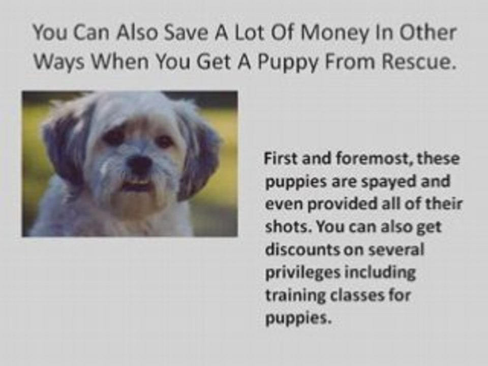 Dog Training CD for The Busy Dog Lover