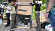 Спасённых медведей с желчеферм выпустили в лес в Дании