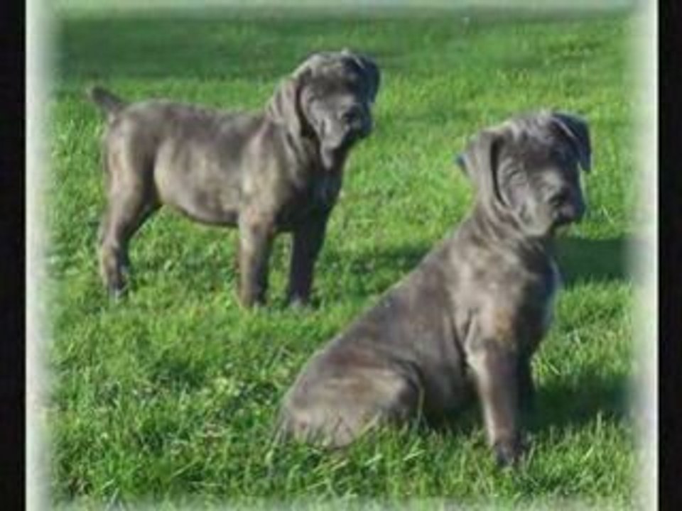Vidéo cane corso ( la mieux )