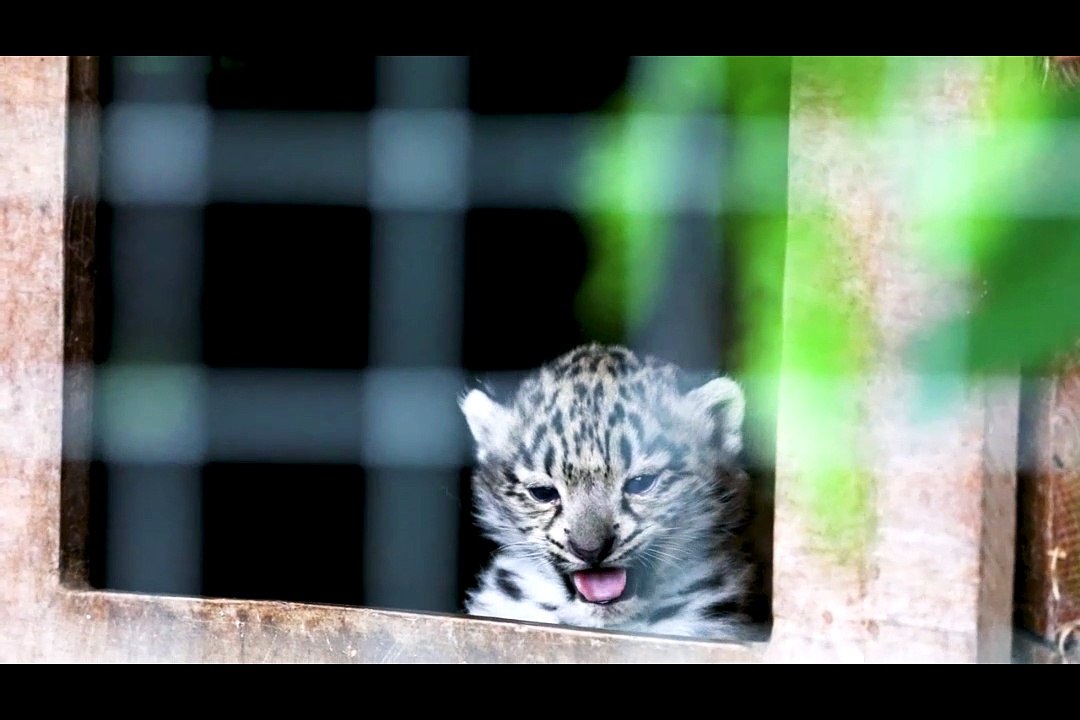 Snow leopard cubs