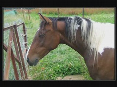 Indianna 1ere rencontre 27 juin 2008