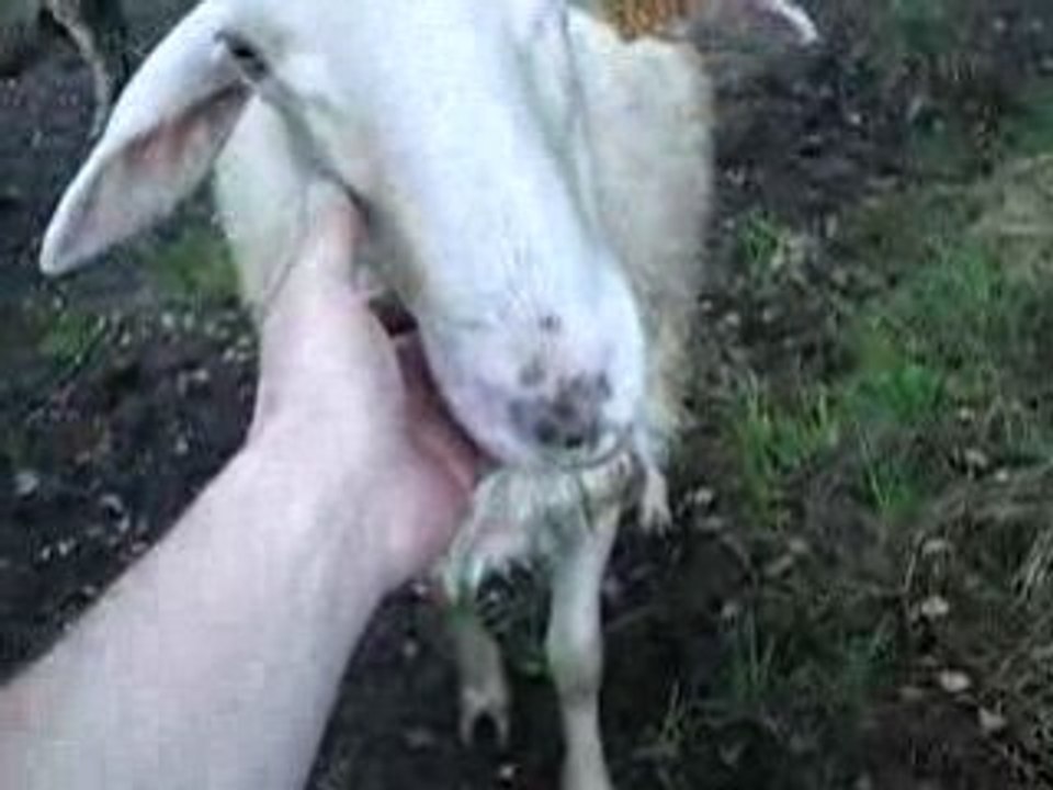 Moutons1