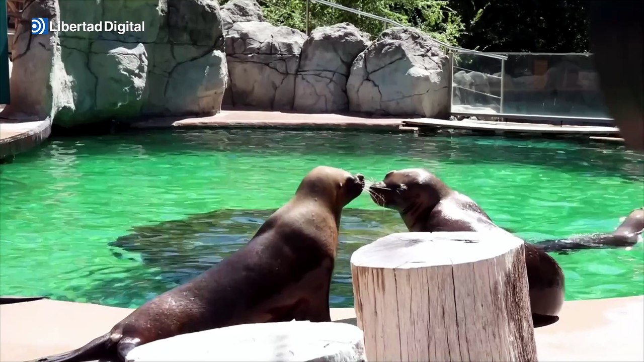 Así se refrescan pandas, tigres e hipopótamos en el Zoo de Madrid