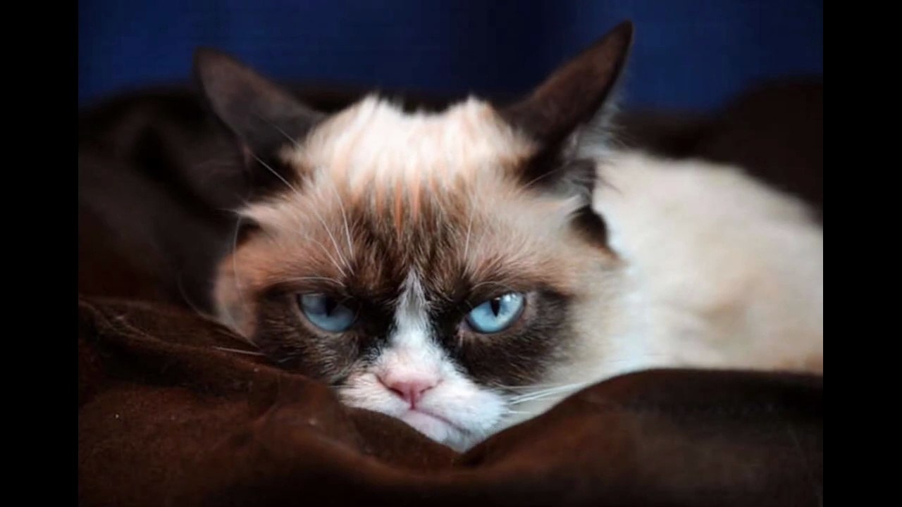 Coisas que os humanos fazem e os gatos odeiam. #gatos