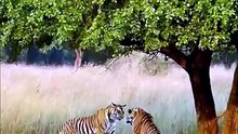Rise of the Apex Killer - Savage Tiger Hunts Caught On Camera