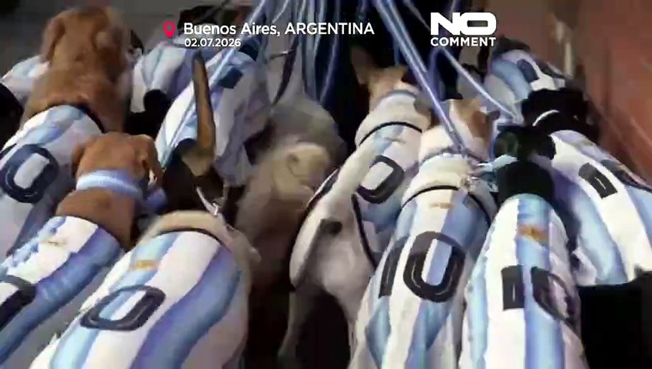 Des chiens en maillot de l'Argentine: la fièvre du Mondial gagne Buenos Aires
