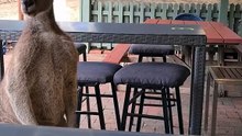 Australian kangaroo