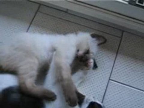 les bébés chatons en bagarre