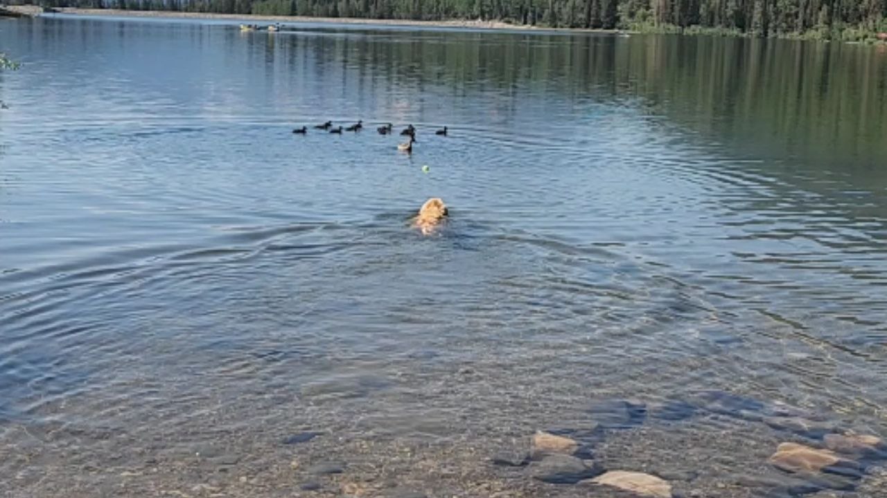 Adorable Golden Retriever gets chased out of water by a mama duck protecting her babies