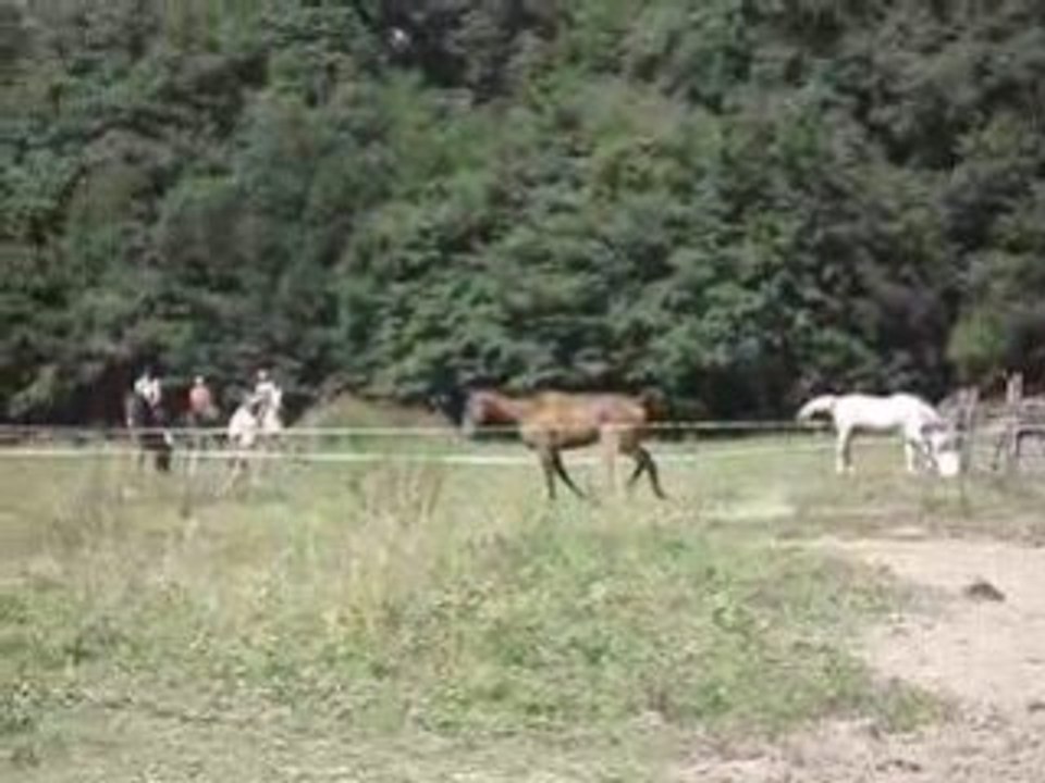 Gamin des Bois au pré