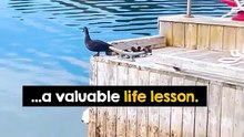 Wise Mama Duck Teaches Little Ducklings To Be Brave ❤️🦆#Ducklings #MamaDuck #Nature #Wildlife #Animals #CuteAnimals #AnimalLovers #Heartwarming #NatureLovers #Birds #WildlifeMoments #Hope #YouTubeShorts #ViralShorts #CuteMoments