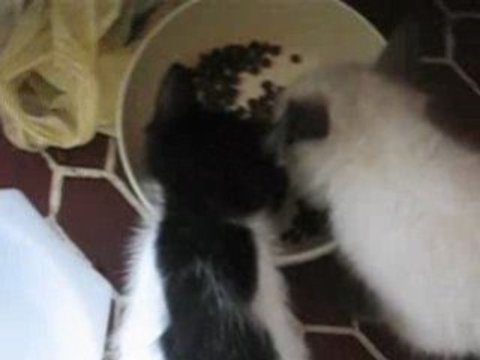 les petits chatons