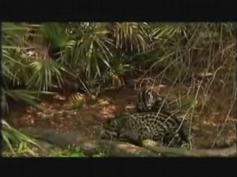 La Fabuleuse Histoire des Excrements.9