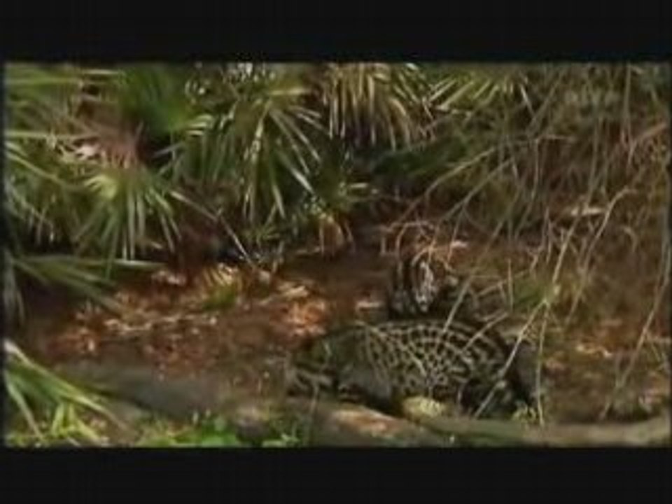 La Fabuleuse Histoire des Excrements.9