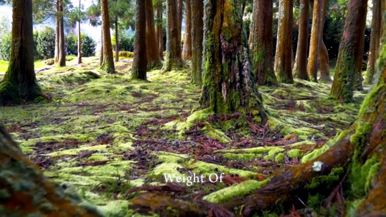 You Won’t Believe What Woke Up in This Forest