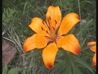 Lac du Lautier 2360 m - Valgaudemar