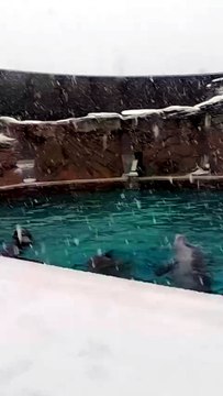 A Riccione i I delfini del parco Oltremare giocano con la neve