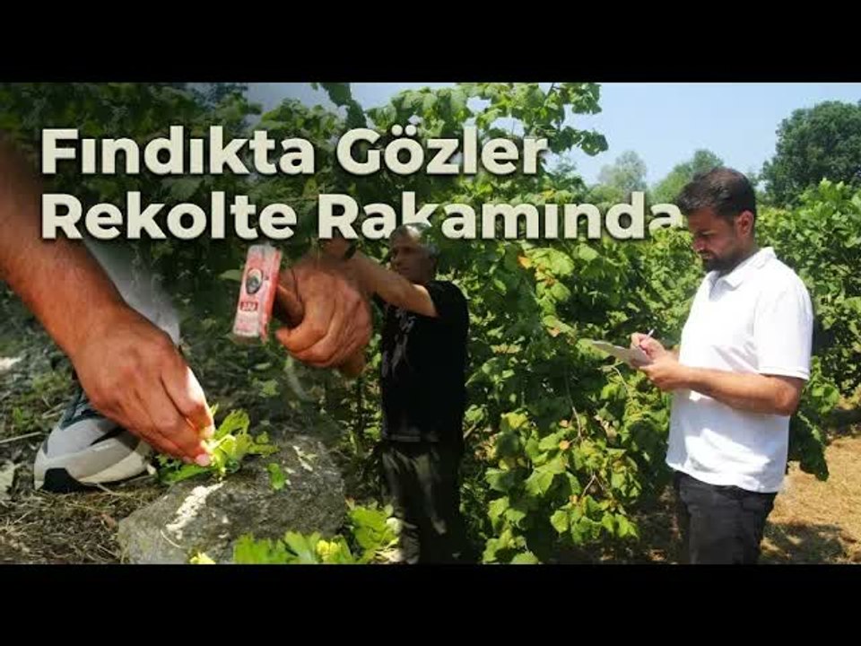 Fındıkta Rekolte Mesaisi : 400 Noktada Sayım Yapılıyor