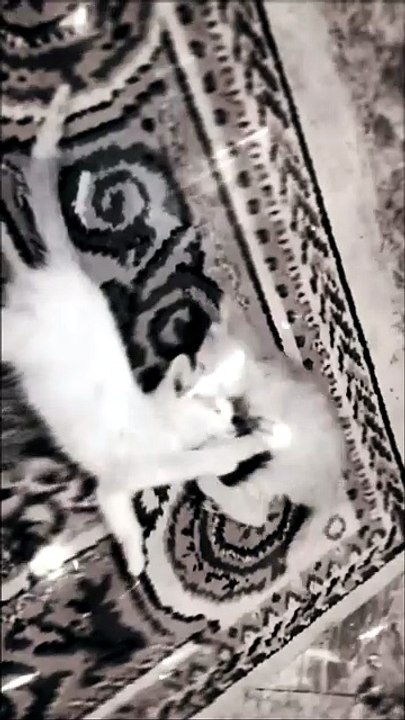 Together Forever – A Love Story of Two Adorable Kittens ❤️🐱