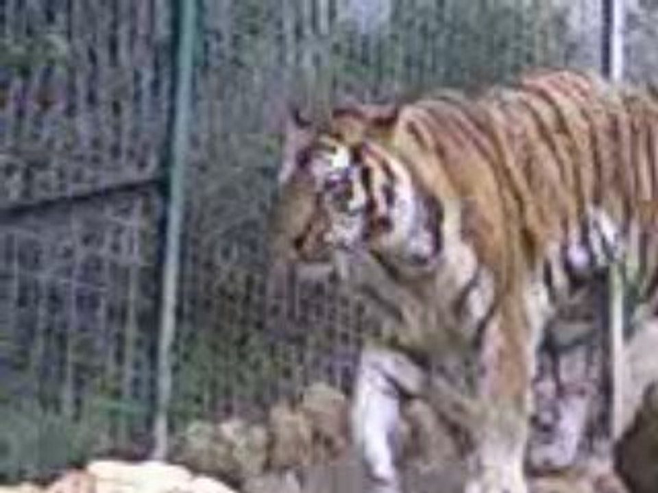 tigre