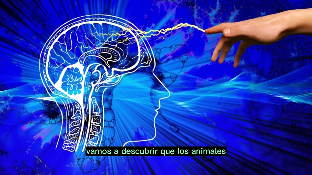 Reto Animal: ¿Puedes Vencer al Algoritmo?