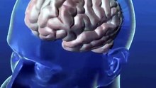 Amazing Facts about Human Brain _ human brain facts _ facts shorts _ #youtubeshorts #shorts