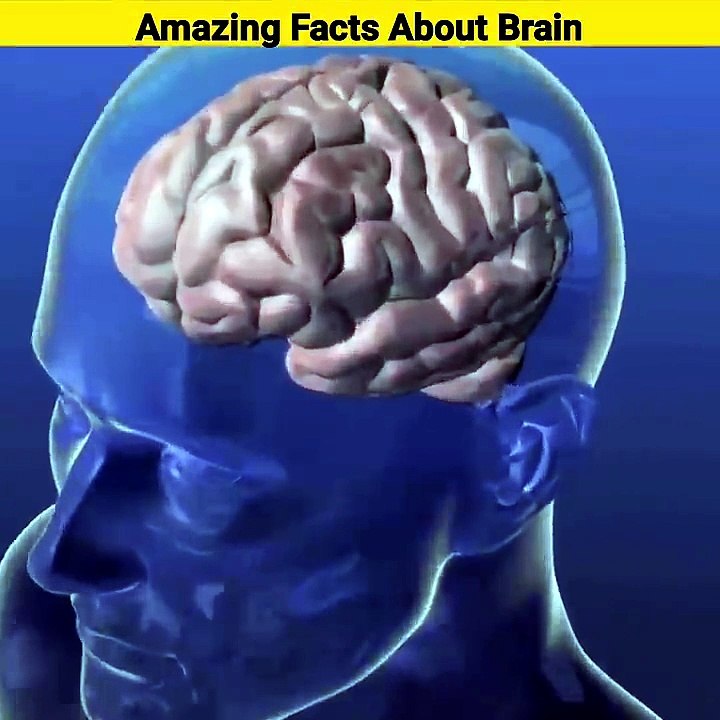 Amazing Facts about Human Brain _ human brain facts _ facts shorts _ #youtubeshorts #shorts