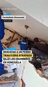 Buddy, el perro que ha sobrevivido bajo los escombros durante ocho días en Caraballeda, Venezuela