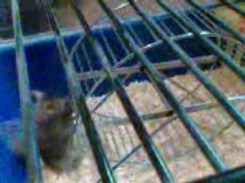 Un hamster qui decouvre les joies de la roue (a l'envers)