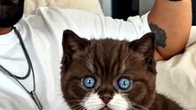 POV: You Think the Cat Loves You... Until She Gets Home 🥲🐱