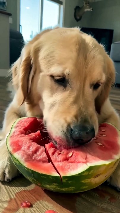 One watermelon. Two Goldens. Pure happiness 🍉🐕🐕