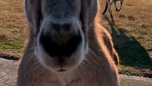 I Landed in Kangaroo Territory... BIG Mistake 🦘😱