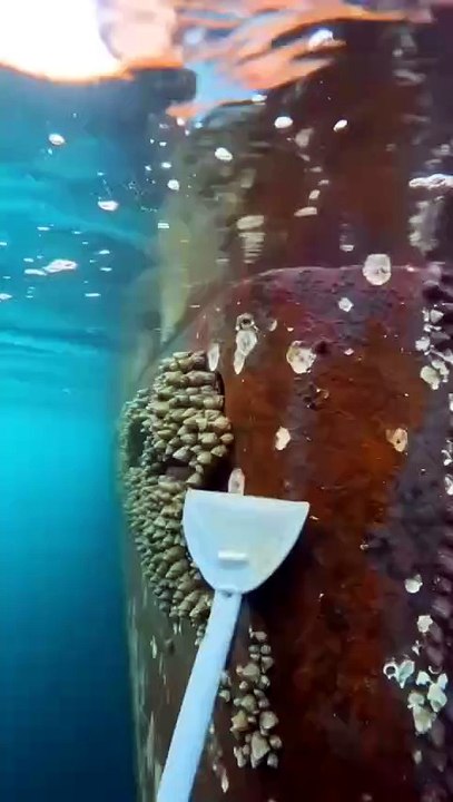 This Tiny Sea Creature Costs Ships MILLIONS 💸🌊