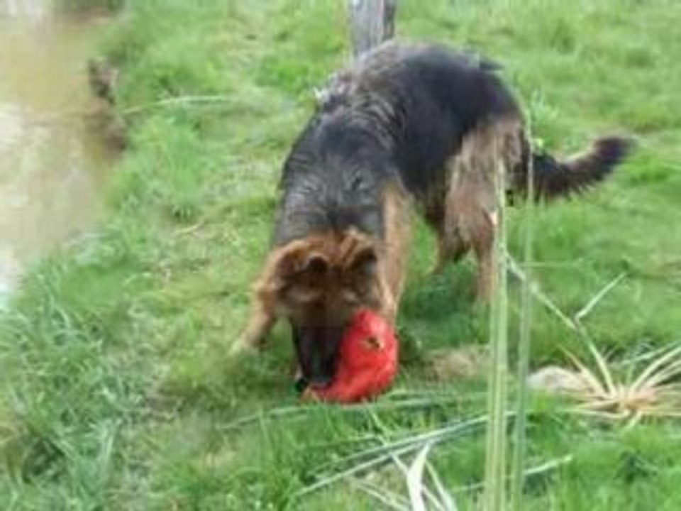 Ballon rouge