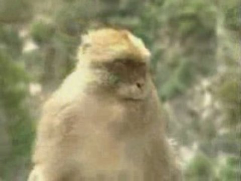 Hoggar infos: Algérie-Invests-Tourisme -Nord-centre-part1