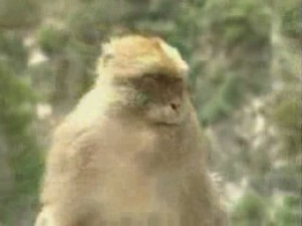 Hoggar infos: Algérie-Invests-Tourisme -Nord-centre-part1